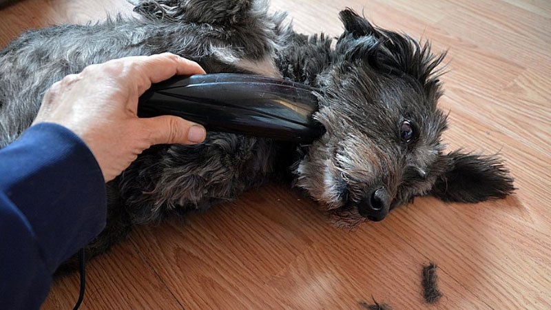 dog clippers matted duty heavy foniadakis